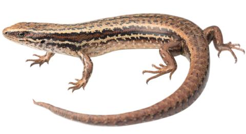 Cryptic skink (Southland). <a href="https://www.instagram.com/samuelpurdiewildlife/">© Samuel Purdie</a>
