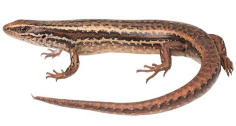 Cryptic skink (Southland). <a href="https://www.instagram.com/samuelpurdiewildlife/">© Samuel Purdie</a>