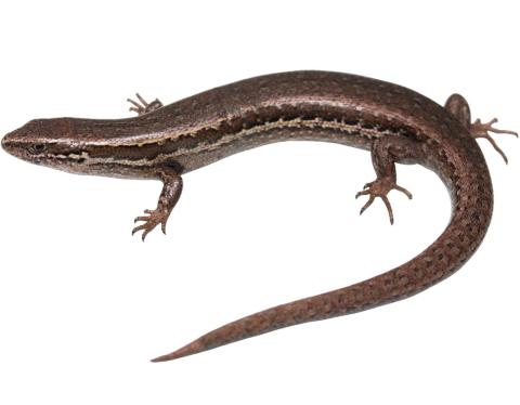 Southern grass skink (Christchurch, Canterbury). <a href="https://www.instagram.com/nickharker.nz/">© Nick Harker</a>