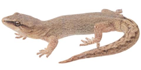 Short-toed gecko (The Remarkables, Otago). <a href="https://www.instagram.com/samuelpurdiewildlife/">© Samuel Purdie</a>