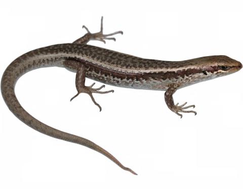 Roamatimati skink (Inland Canterbury). <a href="https://www.instagram.com/nickharker.nz/">© Nick Harker</a>