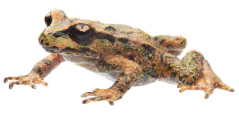 Archeys Frog