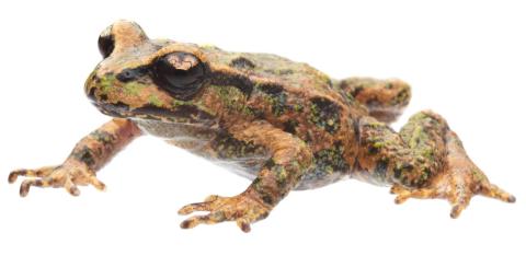 Archey's frog (Whareorino). <a href="https://www.instagram.com/samuelpurdiewildlife/">© Samuel Purdie</a>