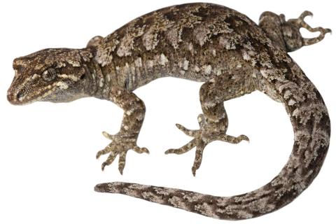 Broad-cheeked gecko (Ōkārito). © Samuel Purdie