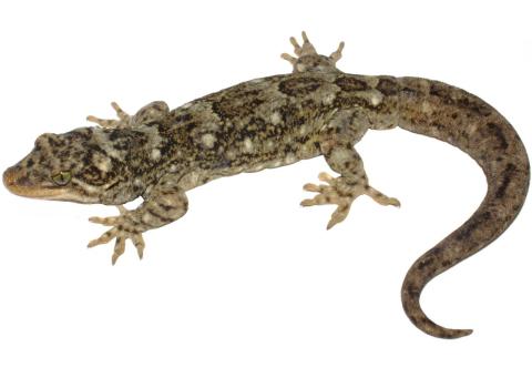 Duvaucel's gecko (Coromandel). © Nick Harker