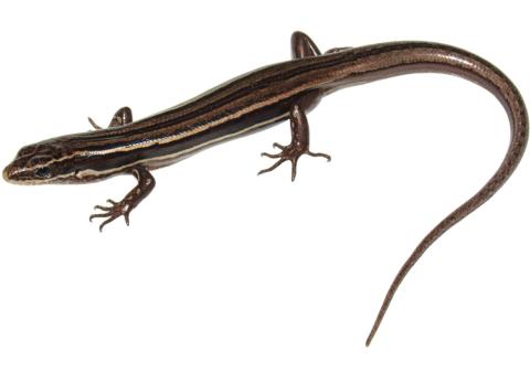 Moko skink (Auckland). © Nick Harker.