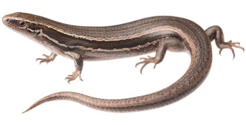 Tussock skink. <a href="https://www.instagram.com/samuelpurdiewildlife/">© Samuel Purdie</a>