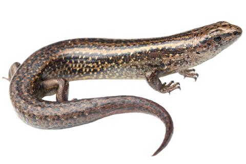 Ōkārito skink (Ōkārito, West Coast). <a href="https://www.instagram.com/samuelpurdiewildlife/">© Samuel Purdie</a>