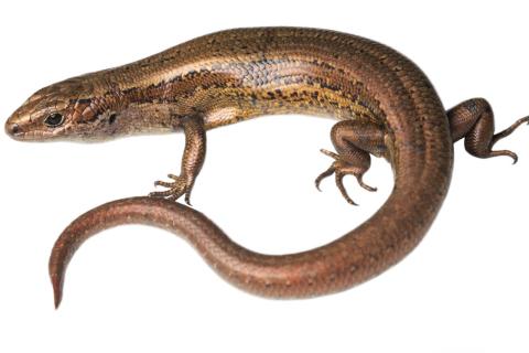 Kapitia skink (Chesterfield, West Coast). <a href="https://www.instagram.com/samuelpurdiewildlife/">© Samuel Purdie