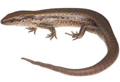Pallid skink (Mid Dome, Southland). <a href="https://www.instagram.com/samanimalman/">© Samuel Purdie</a>