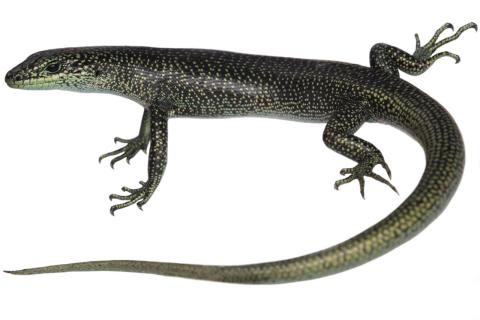 Alpine Rock Skink (Otago). © Samuel Purdie