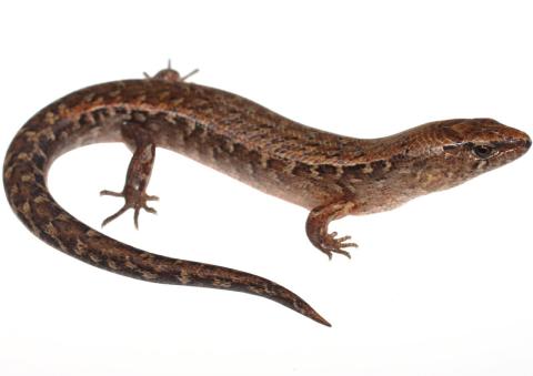 Ornate skink (Auckland). © Nick Harker