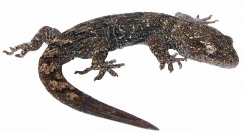 Southern Alps Gecko (Otago). © Samuel Purdie
