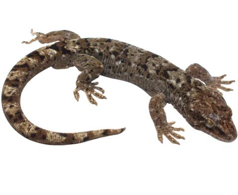 Waitaha gecko (Port Hills). © Nick Harker