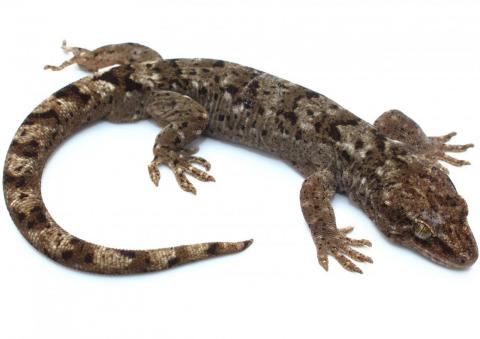 Waitaha gecko (Port Hills). © Nick Harker