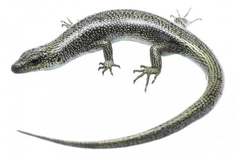 Alpine Rock Skink (Otago). © Samuel Purdie