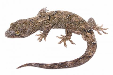 Schist Gecko (Otago). © Samuel Purdie