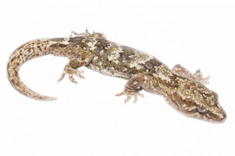 Kawarau gecko (Clyde, Central Otago) <a href="https://www.instagram.com/samanimalman/">© Samuel Purdie</a>