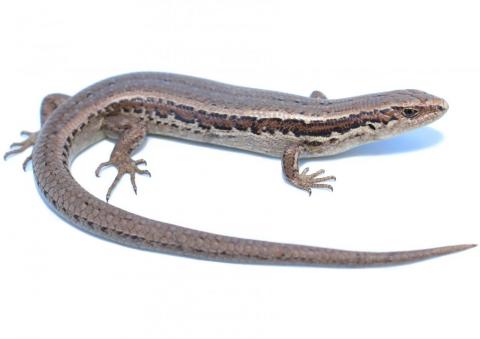 Waiharakeke grass skink (Oligosoma aff. polychroma Clade 2) - Nick Harker