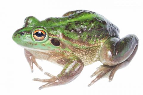 Southern bell frog. <a href="https://www.instagram.com/samuelpurdiewildlife/">© Samuel Purdie</a>