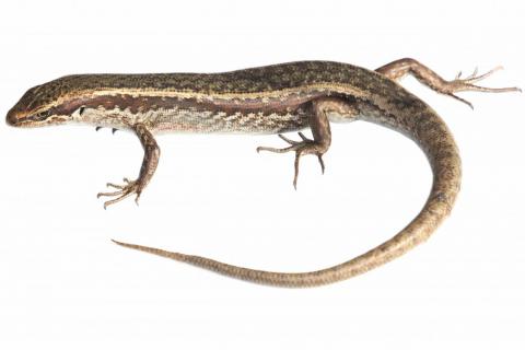 Roamatimati skink (Canterbury). © Samuel Purdie