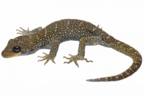 Hura te ao gecko (North Otago). <a href="https://www.instagram.com/samanimalman/">© Samuel Purdie</a>