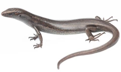 Te Wāhipounamu skink (Fiordland, New Zealand). <a href="https://www.instagram.com/samuelpurdiewildlife/">© Samuel Purdie</a>