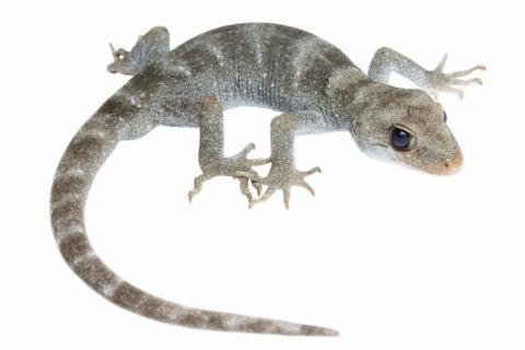 Black-eyed gecko (Kaikōura). © Samuel Purdie