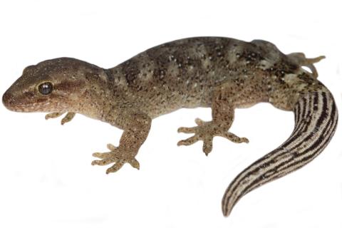 Tikumu gecko (Nelson Lakes). © Samuel Purdie