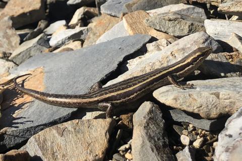 Kahurangi skink (Kahurangi National Park). © Kim Newton
