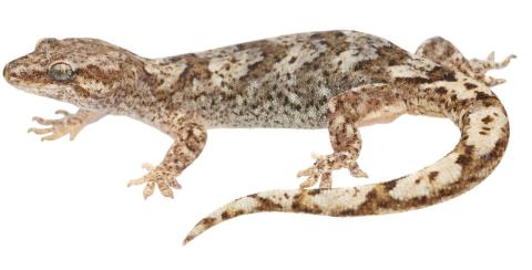 Southern Alps gecko (Otago). <a href="https://www.instagram.com/samuelpurdiewildlife/">© Samuel Purdie</a>