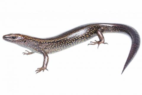 Awakōpaka skink (Fiordland). <a href="https://www.instagram.com/samuelpurdiewildlife/">© Samuel Purdie</a>
