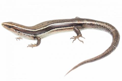 Eyres skink (Eyre Mountains). <a href="https://www.instagram.com/samuelpurdiewildlife/">© Samuel Purdie</a>