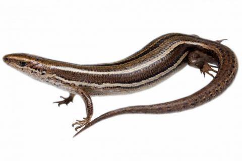 Nevis skink (Oteake Conservation Park). <a href="https://www.instagram.com/samanimalman/">© Samuel Purdie</a>