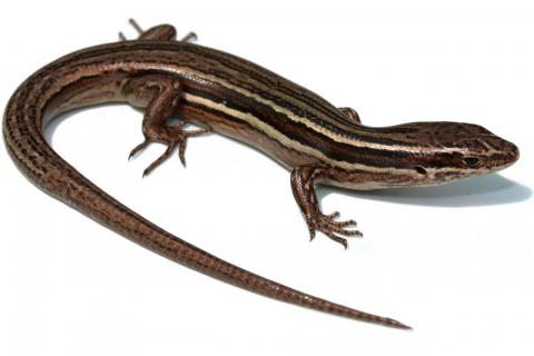 Moko skink (Hauraki Gulf). <a href="https://www.instagram.com/nickharker.nz/">© Nick Harker</a>