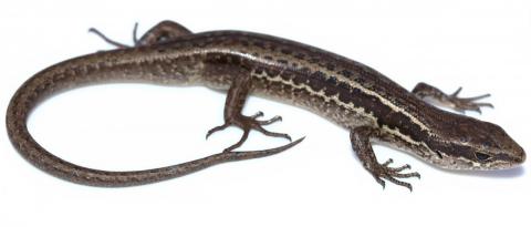 Small-scaled skink (Kaweka Ranges). <a href="https://www.instagram.com/nickharker.nz/">© Nick Harker</a>