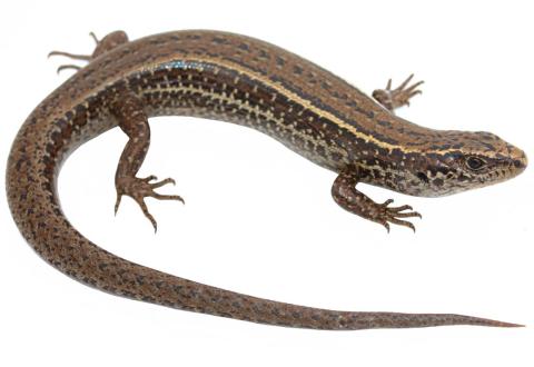 Hawke's Bay skink (Cape Kidnappers). © Nick Harker