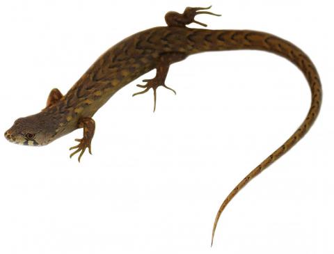 Chevron skink (GBI) - Nick Harker
