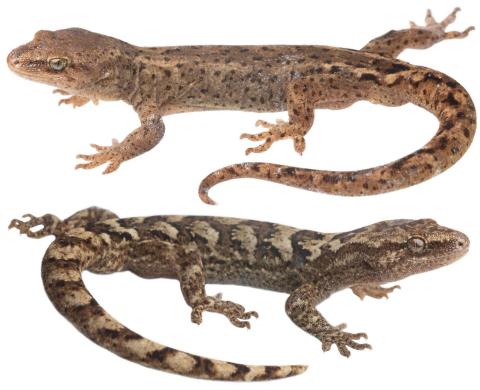Kōrero geckos (Otago). <a href="https://www.instagram.com/samuelpurdiewildlife/">© Samuel Purdie</a>