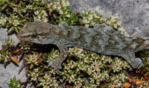 Kahurangi gecko (Mount Arthur, Nelson). <a href="https://www.flickr.com/photos/rocknvole/">© Tony Jewell</a>