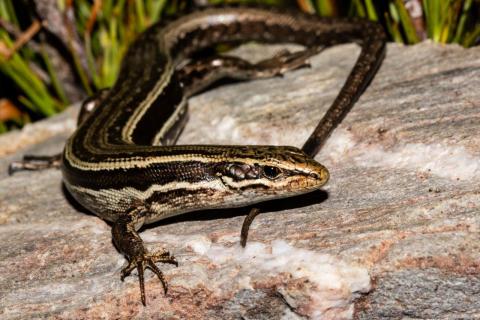 Kahurangi skink (Kahurangi). <a href="https://www.flickr.com/photos/151723530@N05/page3">© Carey Knox</a>