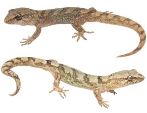 Kaikouras gecko (Kaikōura). <a href="https://www.instagram.com/samuelpurdiewildlife/?hl=en">© Samuel Purdie</a>