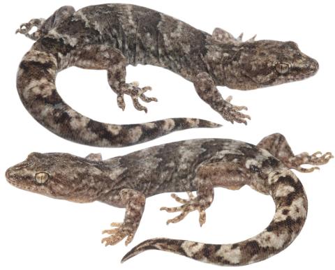 Kawarau gecko (Clyde, Central Otago) <a href="https://www.instagram.com/samuelpurdiewildlife/">© Samuel Purdie</a>