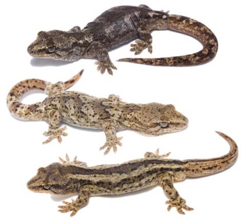 Kōrero geckos (Otago). <a href="https://www.instagram.com/samuelpurdiewildlife/">© Samuel Purdie</a>