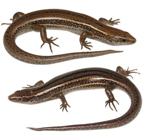 Kupe skinks (Whanganui coast). <a href="https://www.instagram.com/nickharker.nz/">© Nick Harker</a>