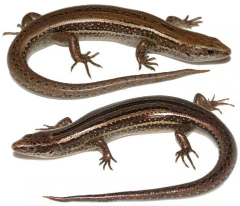 Kupe skinks (Whanganui coast). <a href="https://www.instagram.com/nickharker.nz/">© Nick Harker</a>