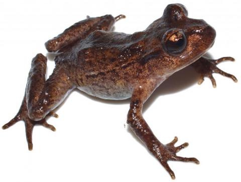 Hamilton's frog (Te Pākeka / Maud Island). © Nick Harker