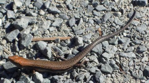 Lampropholis delicata on rocks