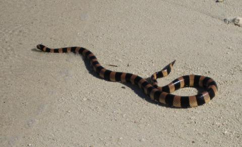 Saint Giron's sea krait. photo credit: Tricot Rayé (public domain)