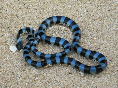 Brown-lipped sea krait. photo credit: <a href="https://commons.wikimedia.org/wiki/User:Bramadiarya">Bramadi Arya</a> <a href="https://creativecommons.org/licenses/by-sa/4.0/">CC BY 4.0</a>